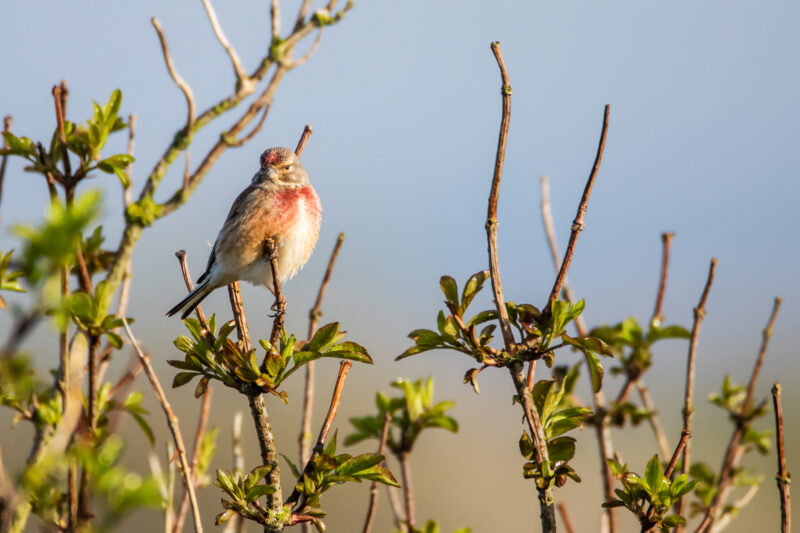 Linote mélodieuse mâle